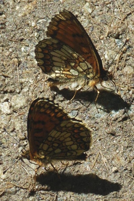 Zwei Schmetterlinge auf dem Boden